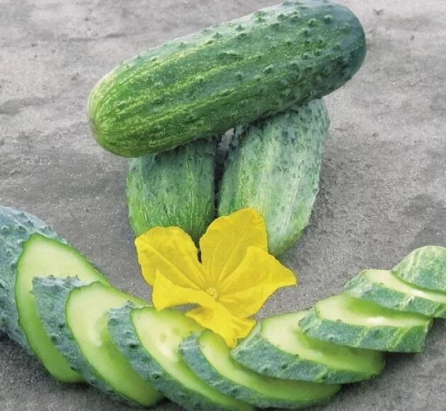 Semi Di Cetriolo Corinto F1 Ibrido Di Sementi Dotto - Foto 9