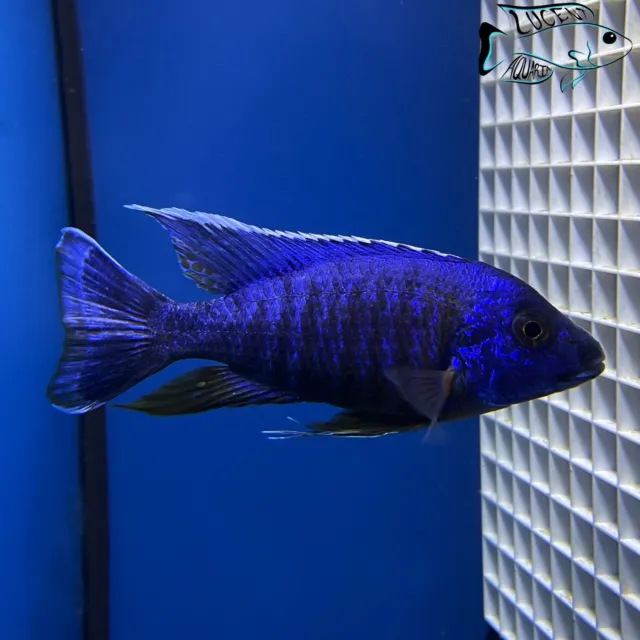 (Lot of 2) 1-2" Unsexed Blue Dragon Blood Peacock - African Cichlid