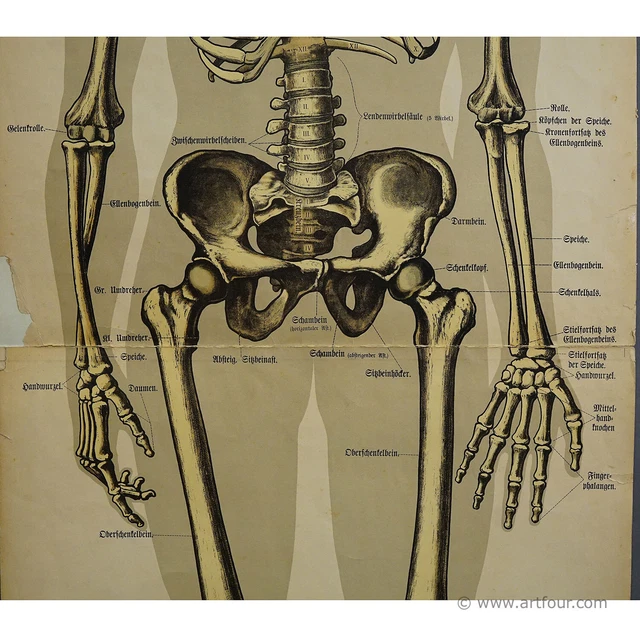 ANTIQUE ANATOMICAL WALL Chart Depicting the Human Skeleton £599.36 ...