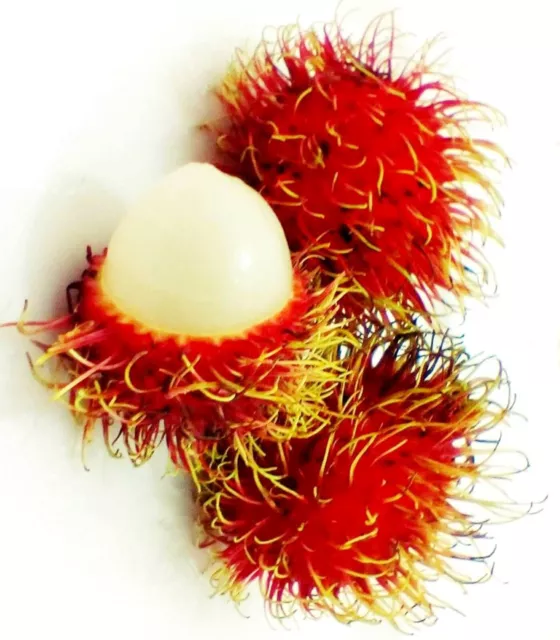 Rambutan Nephelium lappaceum FrutaTropical