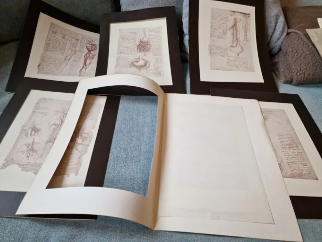 Konvolut 6  Kunstdrucke Anatomiestudien von Leonardo da Vinci 11