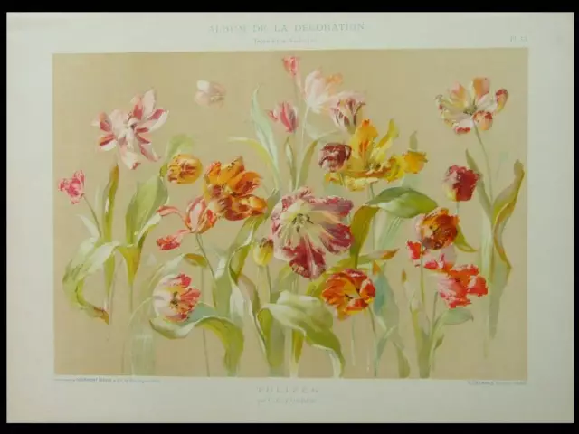 C. G. Forrer, Tulipes,  Art Nouveau - 1901 - Lithographie