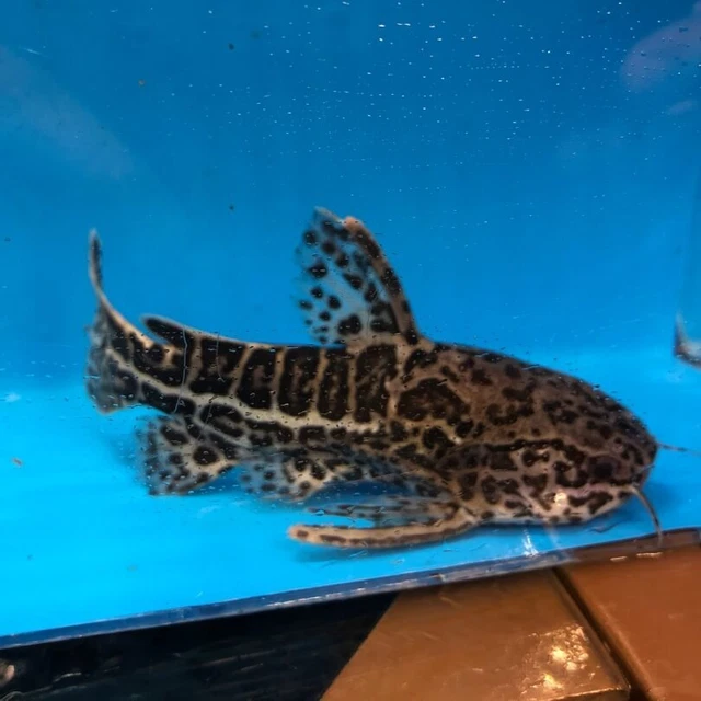 True Jaguar catfish 4" in length - live rare topical fish