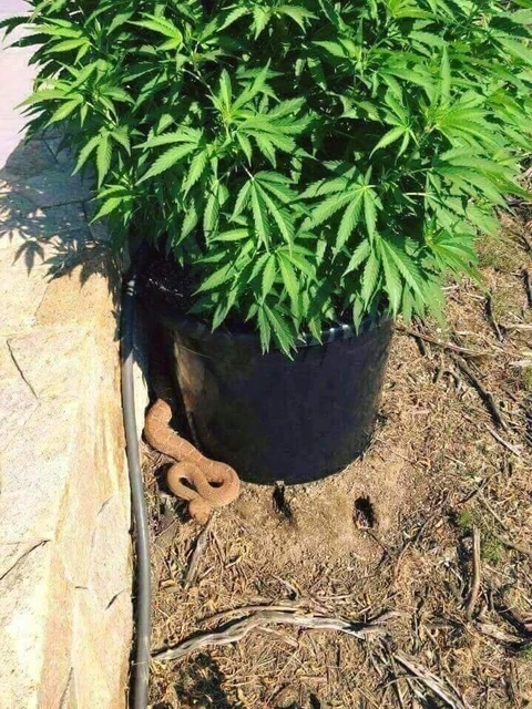 Baby CLONES!!!
