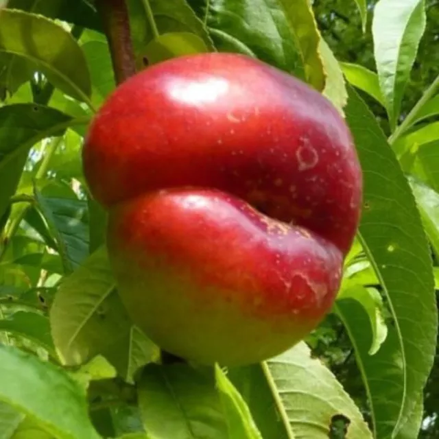 Nektarinenbaum Tellernektarine flache süße saftig Nektarine Buschbaum 110-140cm