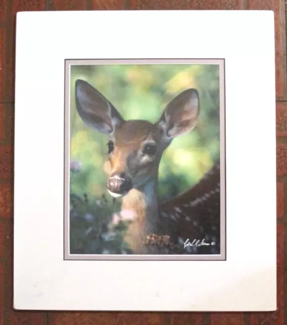 Carl R. Sams II 8" x 10" Signed Print of Deer Fawn Matted & Shrink-Wrapped