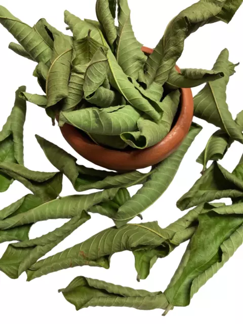 100 Organic Guava leaves fresh dried Hojas de Guayaba Guayabo Psidium Guajava