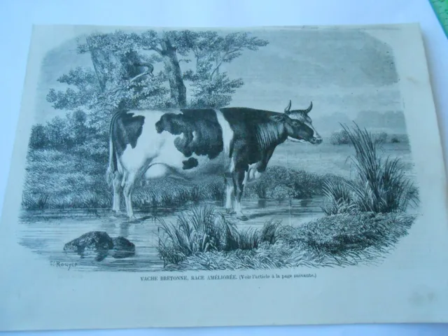 Gravure 1858 - Concours régional Versailles Vache Bretonne race améliorée