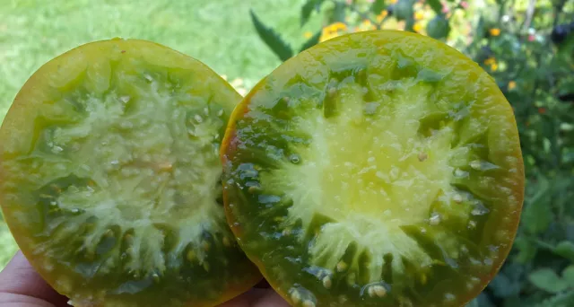 10 graines de tomate rare Baba au Rhum un vrai délice tomato seeds m.bio 2