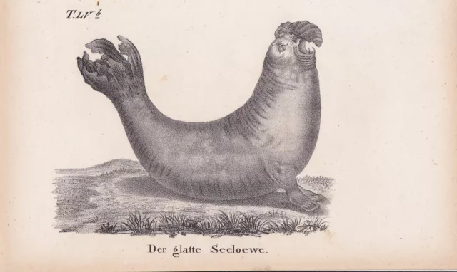 Glatte Seelöwe Ohrenrobben Otariidae LITHOGRAPHIE von 1831 Brüggemann Schinz