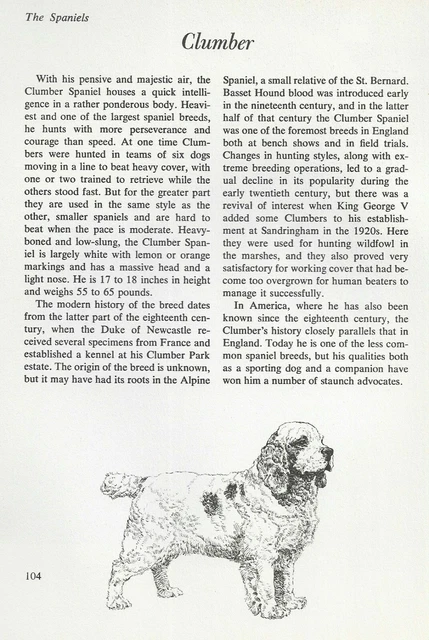 The Clumber Spaniel - CUSTOM MATTED - Vintage Dog Art Print - "G"