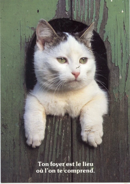 Cpsm / Carte Postale / Chat / Cat / Photo W. Decleer // Houtland