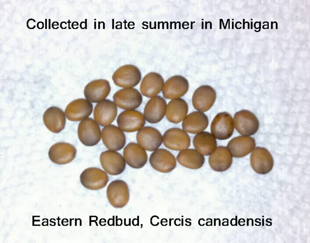 Cercis canadensis,  Eastern Redbud, 25 seeds