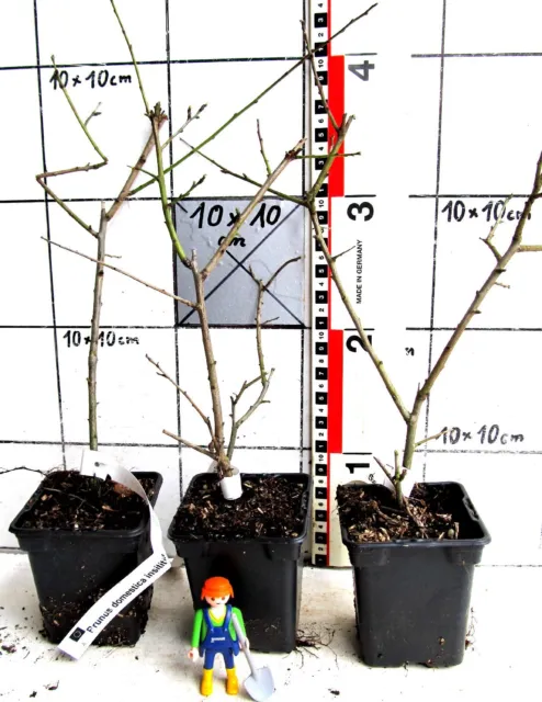 Prunus dom. insititia -  Haferschlehe / Zibarte / Haferpflaume