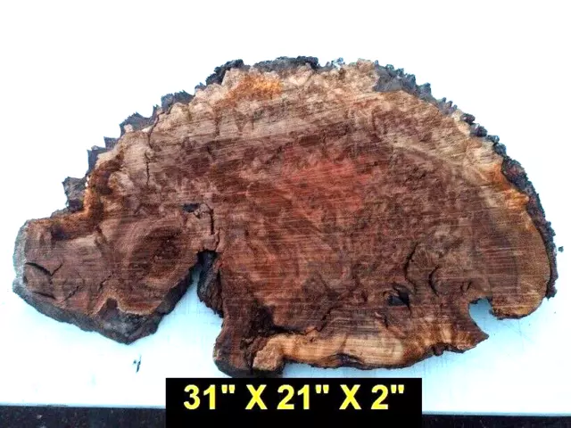 Live edge walnut burl  slab  # 21