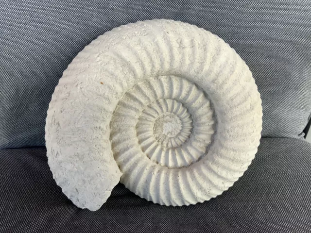 Rare 3D Fossil Ammonite Titanites giganteus Portland, Dortset, Jurassic Coast UK