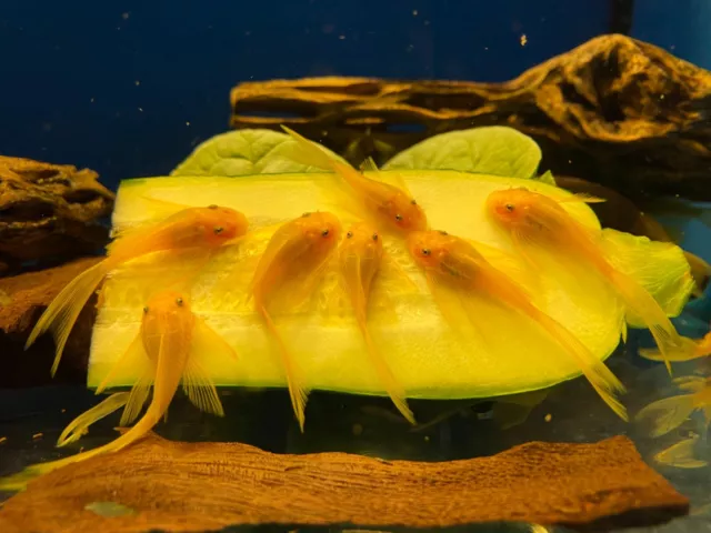 LONGFIN BLUE EYE LEMON YELLOW Bristlenose Pleco 1 inch+ (4 Pack)-2 B-LINES SALE!