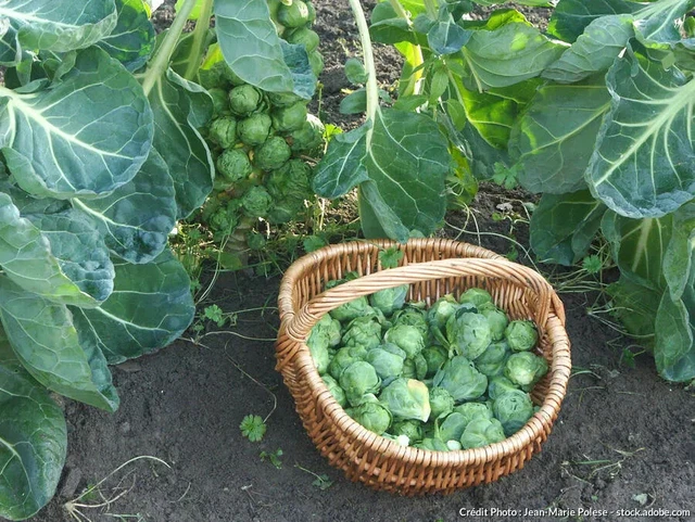 Graines D'Oranger Des Osages - Semences De Maclura Pomifera