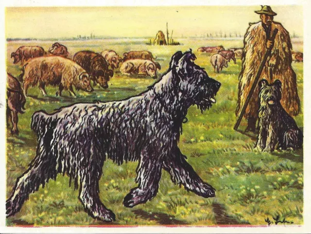 1952 Dog Art Print Card Austria Tobacco Company Bildwerk PULI PULIK PUMI PUMIK