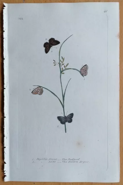 Donovan Originaldruck Koloriert Butterfly Schmetterling Papilio idas - 1792