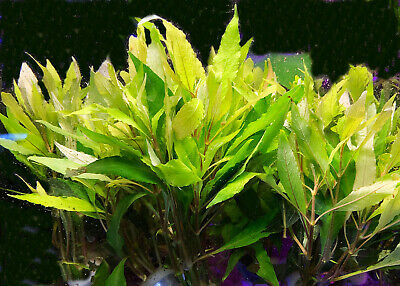 BUY2 GET1 FREE Hygrophylia Angustifolia-Aquatic Live Plants  SUPER PRICE!!!!!!