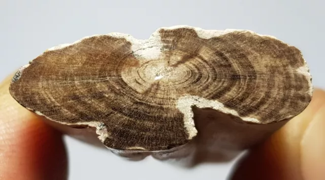 Petrified wood from Aachen (Germany)