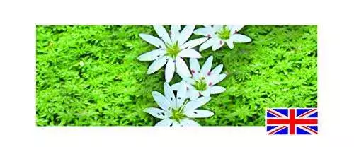 Callitriche Stagnalis (Starwort) - 1 Bunch - Oxygenating Pond Plant - Fish or...