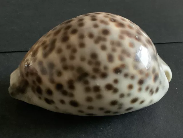 Vintage Large Tiger Cowrie Shell