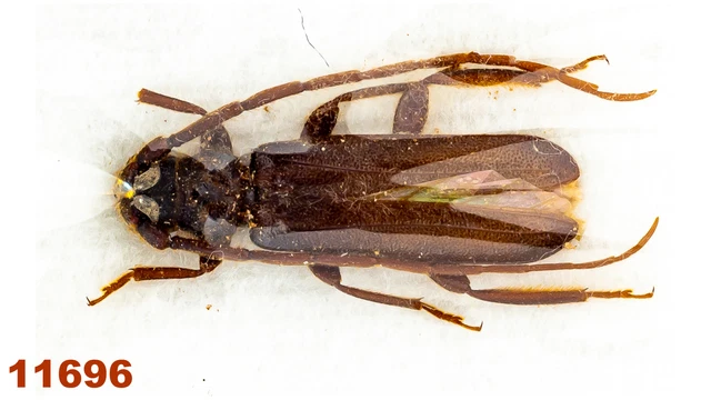 Cerambycidae: Prioninae sp.   A2, 16 mm, 1 pc