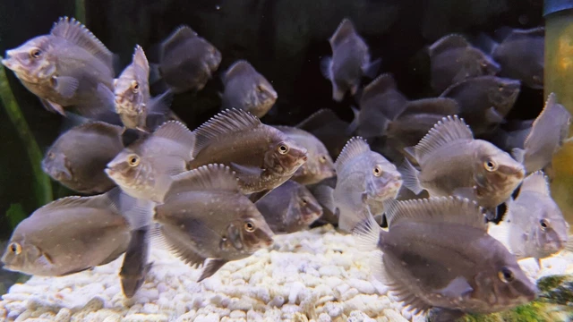 Uaru Triangle Cichlid - Uaru amphiacanthoides - Live Fish (1.75" - 2") - South 3