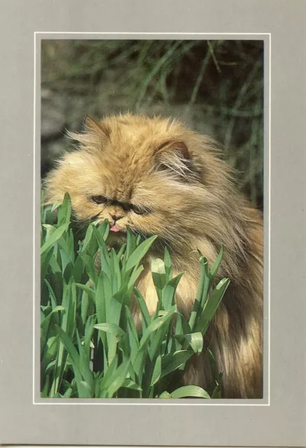 Cpsm / Carte Postale / Chat / Cat // Photo Henry Ausloos // Chat Persan