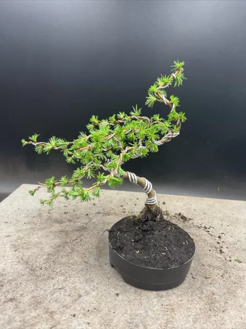 Japanese Larch Bonsai Tree