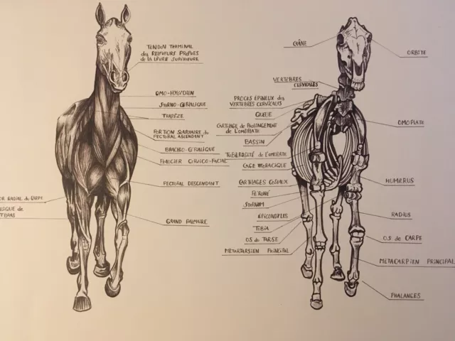 Superbe Grand Dessin Anatomique Anatomie Cheval  encre Circa 1970 Parfait État