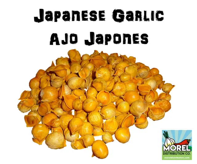 Japanese Garlic (Ajo Japones) Count per bag= 30-60-130 //100% Natural!//