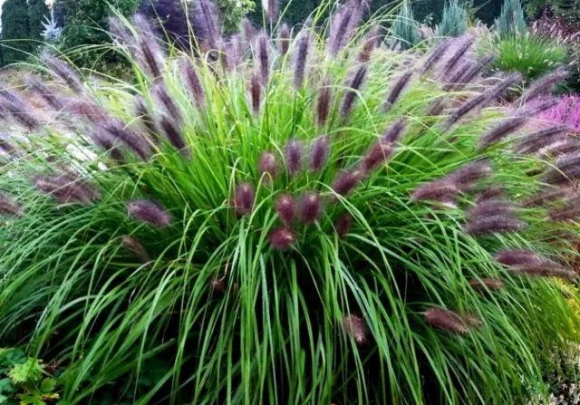 Purple Fountain Grass - Pennisetum alopecuroides var.  viridescens- 10 Seeds