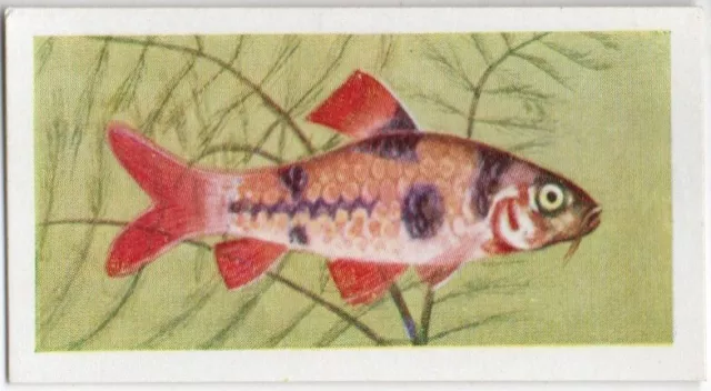 MITCHAM FOODS TRADE CARD AQUARIUM FISH 1957 2nd.SERIES No.43.CLOWN BARB