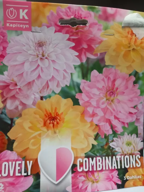 Dahlia Lovely Combinations 3 Large Tubers - Hardy Perennials