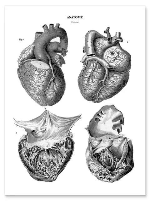Poster Anatomie des menschlichen Herzens - Thomas Milton