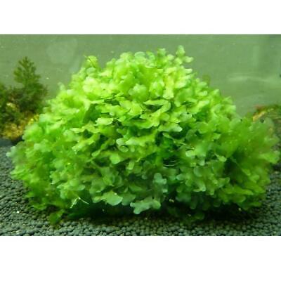 Subwassertang Round Pellia Moss live plant aquarium Shrimp baby fish saver!!!