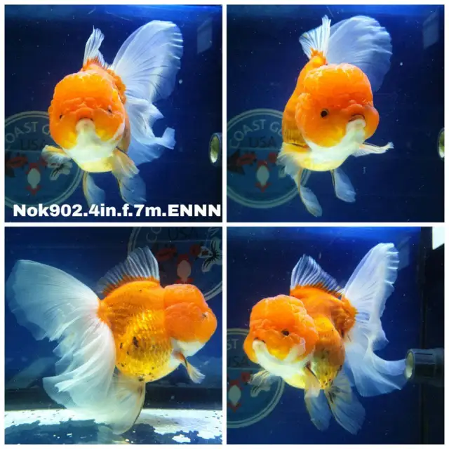 Live Goldfish Thai Red/White Oranda 4'' Body  - what you see you get- in USA