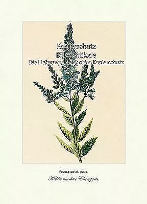 Kahler unechter Ehrenpreis Wildpflanze Wegerichgewächse Vilmorin A4 186