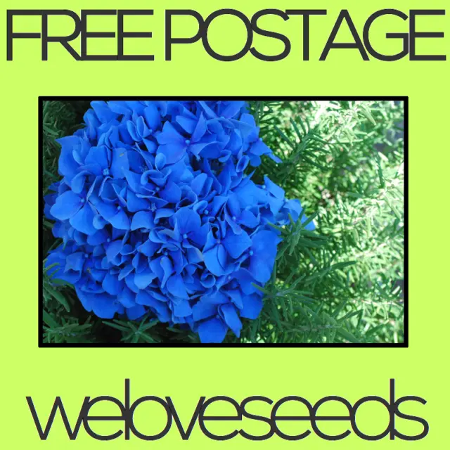 LOCAL AUSSIE STOCK - Blue Hydrangea, Hortensia Flower Seeds ~5x FREE SHIPPING