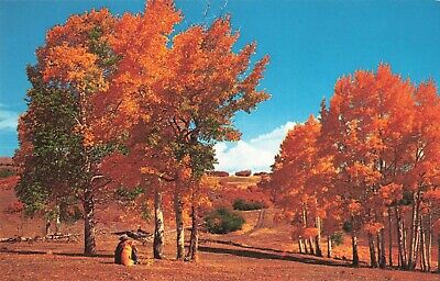Postcard Aspen Trees Fall Autumn New Mexico NM Onlooker Dog