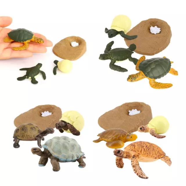 Plastik Schildkröte Lebenszyklus Figur Biologie Lernspielzeug