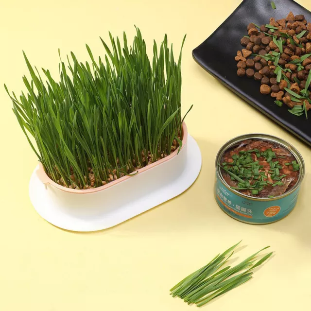 Cat Grass Planting Box Plant Growing Kit Hydroponic Soil-Free Planter