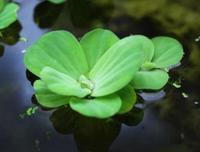 8 X Water Lettuce Live Aquarium Aquascape Oxygenating Floating Plants Fish Tank