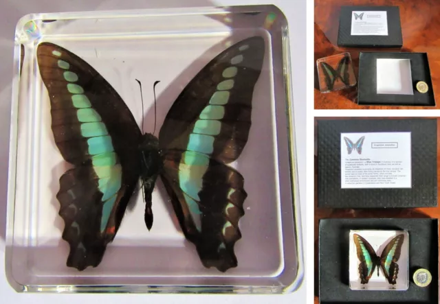 Butterfly in resin - real insects nature collection in quality gift display case