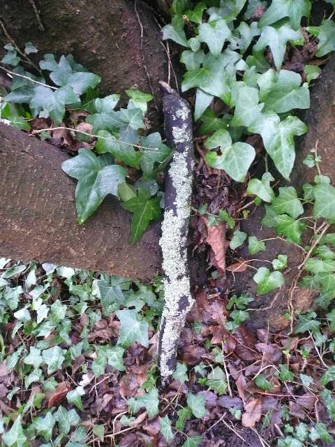 Fresh Lichen Covered Stick Horse Chestnut 55cm
