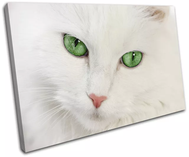 Cat Kitten Green Eyes Home Pet Animals SINGLE TOILE murale ART Photo Print