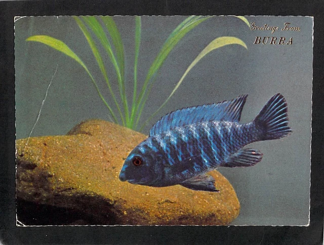 B1740 Australia Fish Burra SA greetings postcard